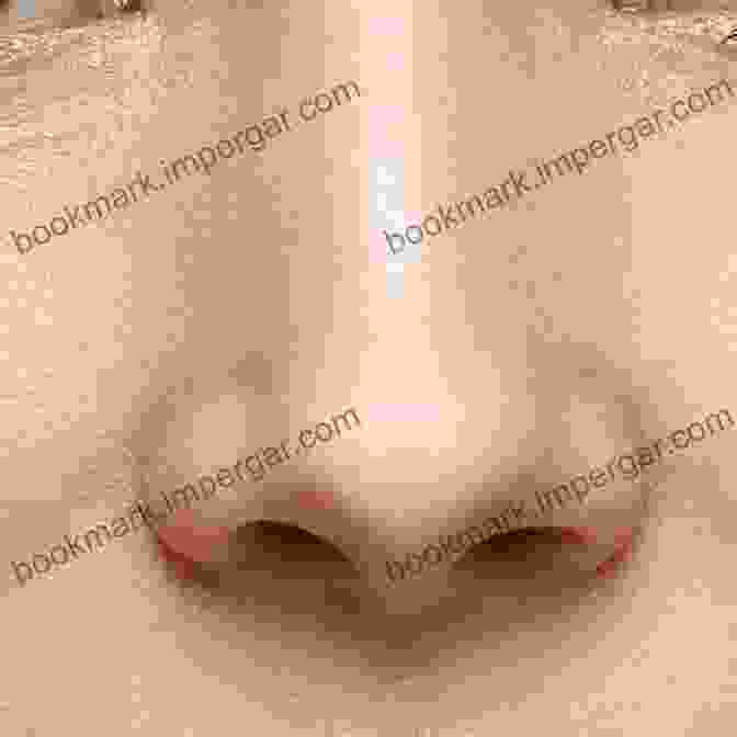 A Close Up Of A Child's Nose, Highlighting The Different Parts And Functions. Human Body For Kids: A About Human Body And Nose Facts For Kids