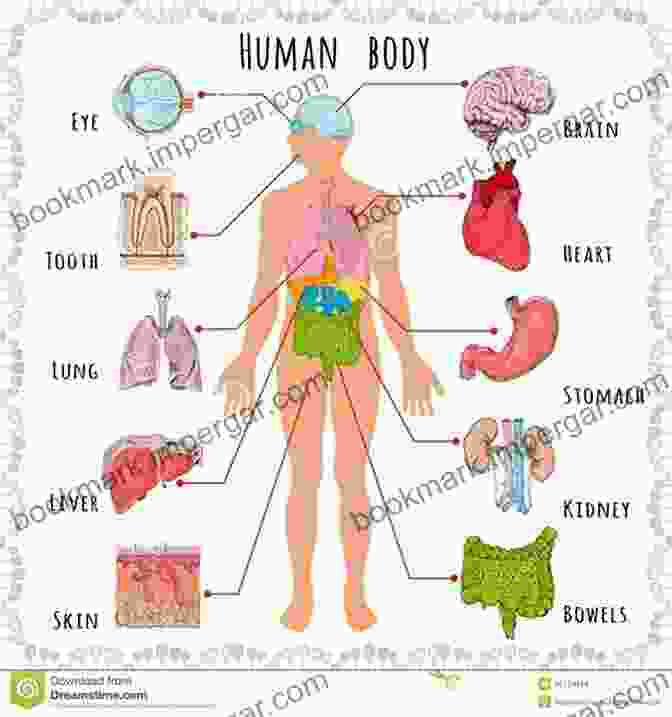 A Colorful Illustration Of The Human Body, Showcasing The Major Organs And Systems. Human Body For Kids: A About Human Body And Nose Facts For Kids