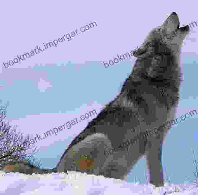 A Lone Wolf Howling In The Wilderness Among The Wolves: Memoirs Of A Wolf Handler