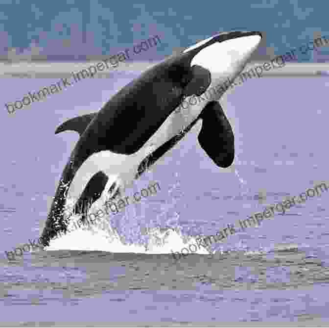 A Majestic Orca Leaps Out Of The Water, Its Powerful Body And Sleek Black And White Markings On Full Display. The Killer Whale Who Changed The World