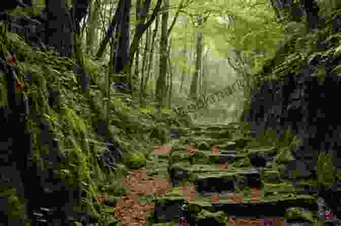 A Road Disappearing Into A Dense Forest, Leading To A Hidden Waterfall An To Recreation Area Roads