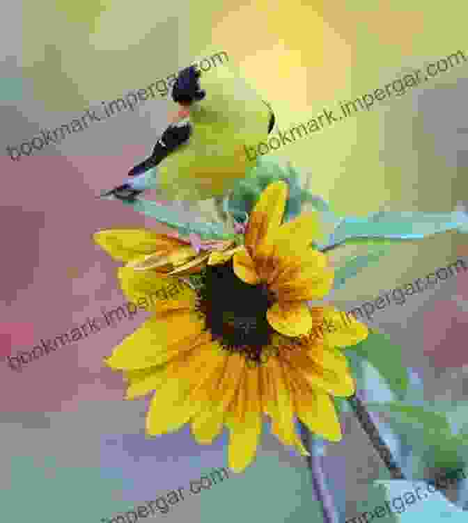 A Vibrant American Goldfinch Perched On A Sunflower, Its Delicate Plumage Shimmering In The Sunlight. A Charm Of Goldfinches And Other Wild Gatherings: Quirky Collective Nouns Of The Animal Kingdom