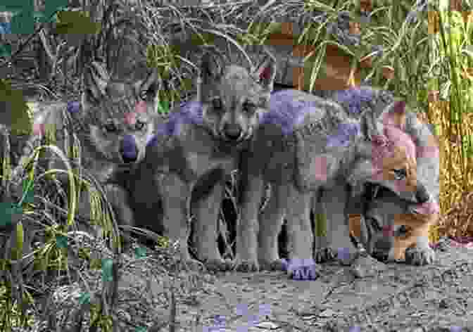 A Wolf Den With Wolf Pups Among The Wolves: Memoirs Of A Wolf Handler