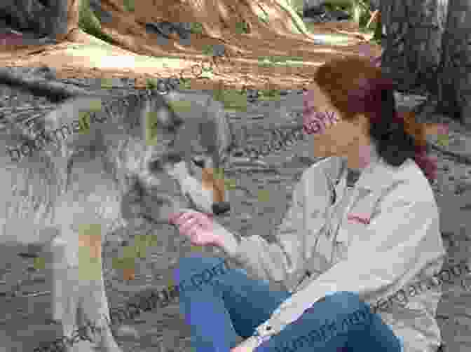 A Wolf Handler Petting A Wolf Among The Wolves: Memoirs Of A Wolf Handler