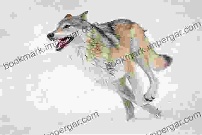 A Wolf Running Free In The Wilderness Among The Wolves: Memoirs Of A Wolf Handler