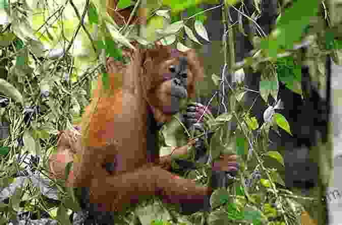 Ancient Trees In The Ginseng Forest Provide Shelter And Habitat For A Variety Of Wildlife. Into The Ginseng Wood: Forest Companions