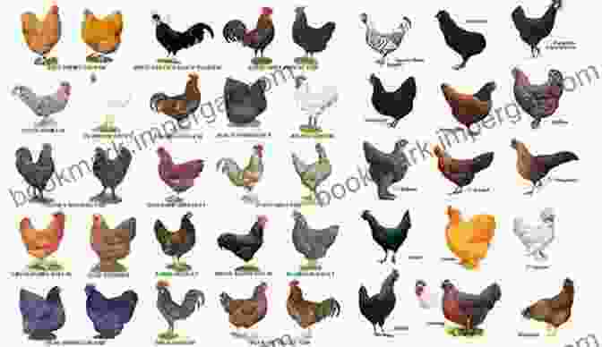 Assortment Of Chickens Representing Different Breeds Beginner S Guide For RAISING CHICKEN: FACILITIES BREED SELECTION FEEDING AND MANAGING