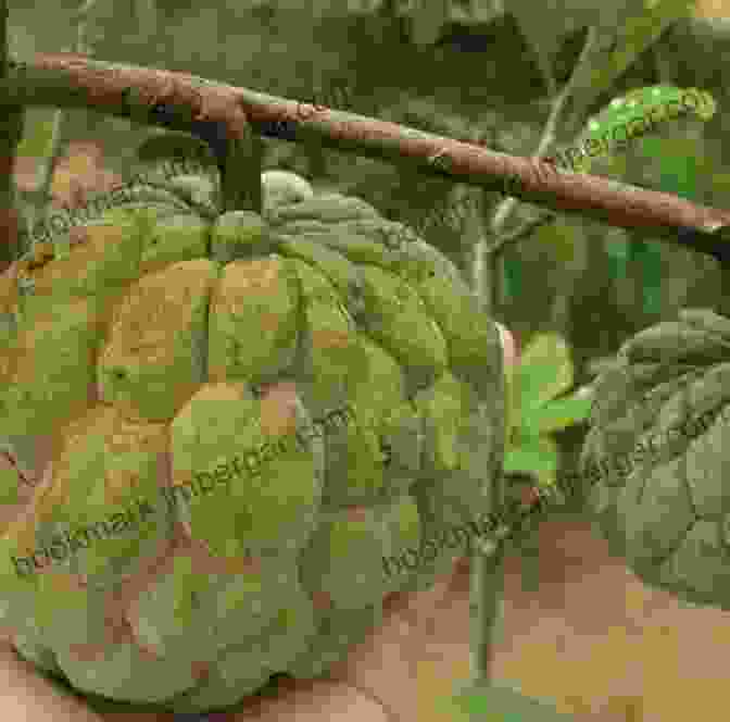 Cherimoya, A Green, Heart Shaped Tropical Fruit With A Creamy, Sweet Flesh Fruits For The Future: Lesser Known Tropical And Subtropical Fruits