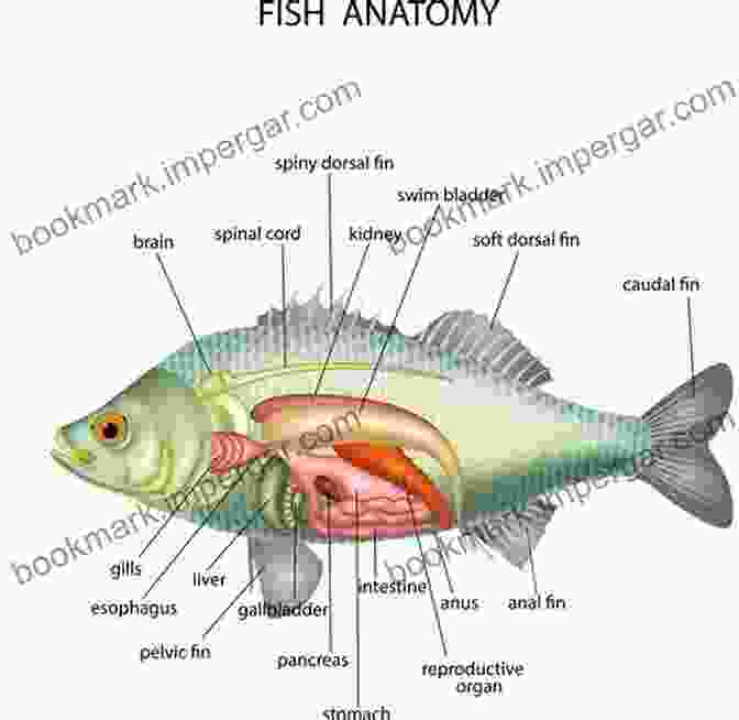 Detailed Illustration Of Fish Anatomy, Showcasing Various Organs And Structures. A Guide To The Study Of Fishes (Vol 1 2): Complete Edition