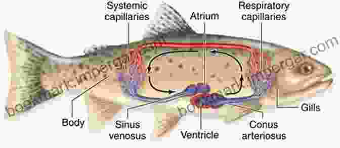 Diagram Showcasing The Circulatory, Respiratory, And Digestive Systems Of A Fish. A Guide To The Study Of Fishes (Vol 1 2): Complete Edition