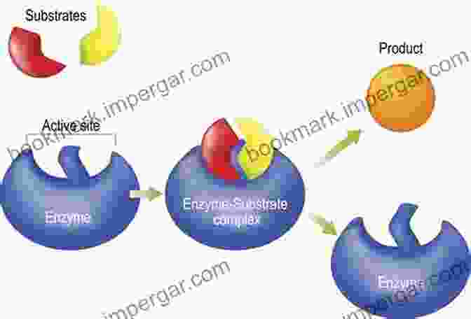 Enzyme Molecule Interacting With Substrate Enzymes And Membrane Channels Ian Worthington