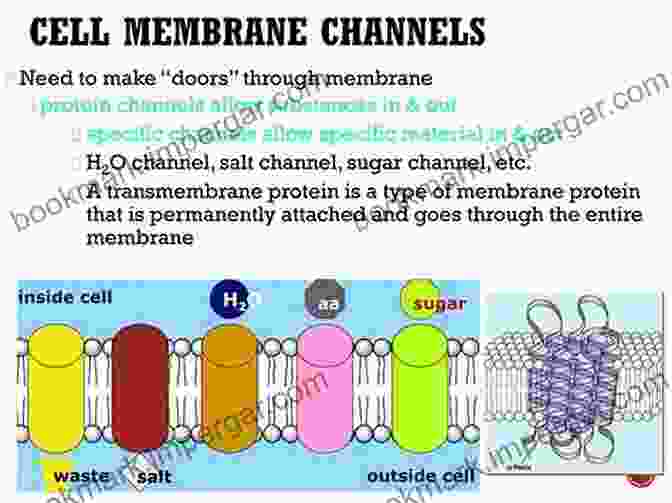 Enzymes And Membrane Channels Working Together Enzymes And Membrane Channels Ian Worthington