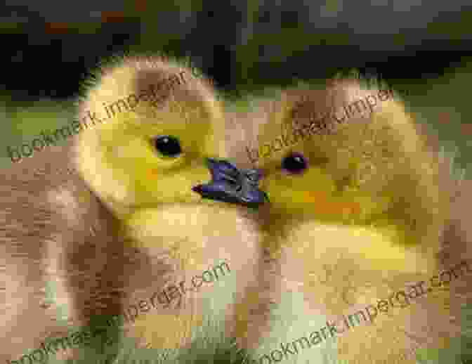 Fluffy Goslings And Ducklings Domestic Geese And Ducks A Complete And Authentic Handbook And Guide For Breeders Growers And Admirers Of Domestic Geese And Ducks