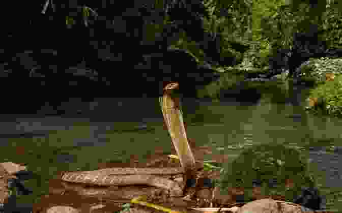 Hazard Bennett, A Renowned Naturalist Holding A Snake, Amidst A Jungle Setting Hazard J G Bennett