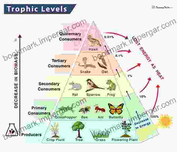 Illustration Depicting The Various Trophic Levels And Interactions Within A Marine Ecosystem. A Guide To The Study Of Fishes (Vol 1 2): Complete Edition