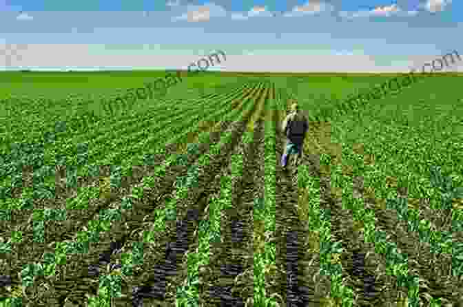 Image Of A Farmer Inspecting A Field Of Crops To Crop Husbandry: Including Grassland