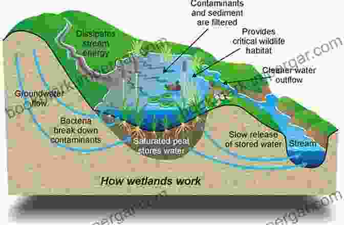 Image Of A Wetland Filtering Water In An Urban Area Urban Services To Ecosystems: Green Infrastructure Benefits From The Landscape To The Urban Scale (Future City 17)