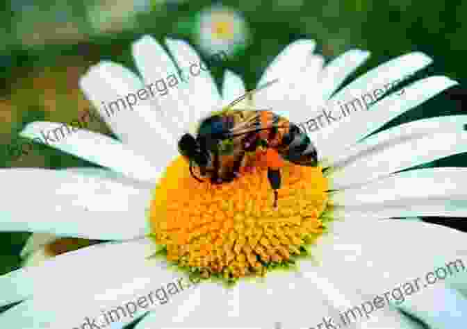 Image Of Bees Pollinating Flowers In An Urban Setting Urban Services To Ecosystems: Green Infrastructure Benefits From The Landscape To The Urban Scale (Future City 17)