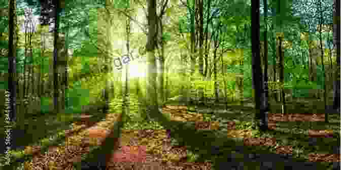 Lush And Vibrant Forest Garden With Diverse Vegetation And Sunlight Filtering Through The Canopy Creating A Forest Garden: Working With Nature To Grow Edible Crops