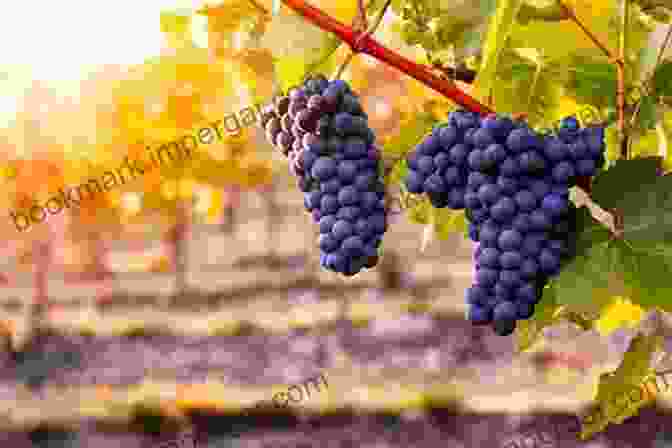 Lush Vineyard With Ripe Grapes Glistening In The Sunlight Managing Wine Quality: Viticulture And Wine Quality (Woodhead Publishing In Food Science Technology And Nutrition 1)