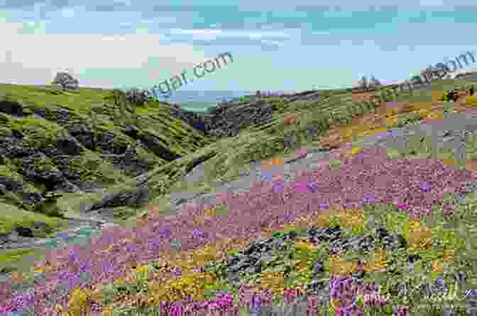 Meandering Hiking Trail Surrounded By Wildflowers In Table Mountain Silvermine Common Wild Flowers Of Table Mountain Silvermine