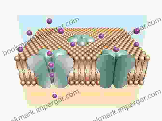 Membrane Channel Embedded In Cell Membrane Enzymes And Membrane Channels Ian Worthington