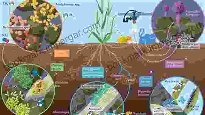 Microbes In Soil, Crop, And Environmental Sustainability Book Cover New And Future Developments In Microbial Biotechnology And Bioengineering: Microbes In Soil Crop And Environmental Sustainability