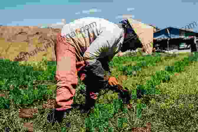 Oza Farmers Tending To Their Crops Oza History Nigeria: Oza History In Delta And Edo State Nigeria