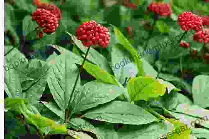 The Elusive Ginseng Plant Thrives In The Ginseng Forest, Its Medicinal Properties Highly Prized. Into The Ginseng Wood: Forest Companions