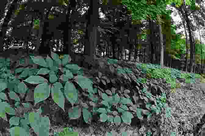 The Ginseng Forest Is A Living Tapestry, Where Ancient Trees, Diverse Flora, And Elusive Animals Intertwine To Create A Unique And Enchanting Ecosystem. Into The Ginseng Wood: Forest Companions