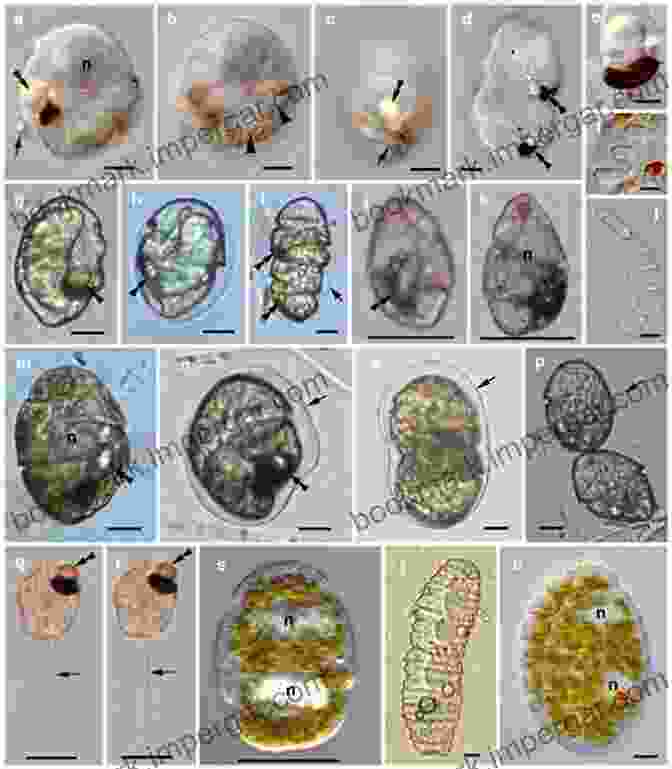 Timeline Of Eye Evolution From Single Celled Organisms To Modern Eyes Evolution S Witness: How Eyes Evolved