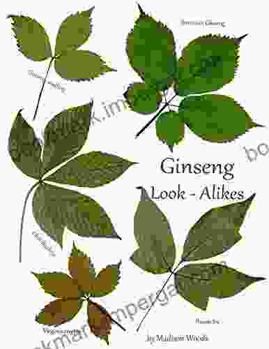 Ginseng Look Alikes Madison Woods